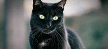 На&nbsp;Сахалине спасли кота, застрявшего в приоткрытом окне
