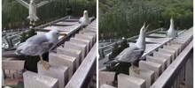 Чайки смеются над сородичем