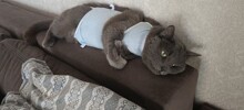 Член семьи страдает