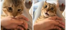 Женщина сломала кота