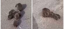 В Подмосковье засняли семейку ежей на прогулке