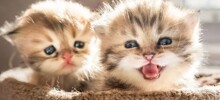 Разнообразие кошачьих звуков. Часть 3