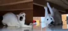Подкроватный монстр