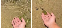 Забавная тропическая рыбка