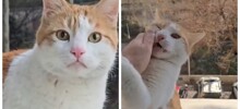Этот кот приходит каждый день только для того, чтобы ударить соседа