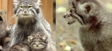 На видео сняли забавную разницу в голосе между взрослыми манулами и их малышами