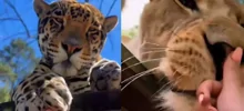 Девушка сняла доказательства, что большие кошки такие же милые, как и маленькие