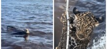 Рыбак выловил из воды и спас детёныша ягуара