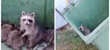 Мужчина помог енотам выбраться из мусорного бака