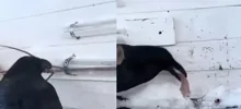 Очень умный ворон