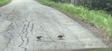 Птицы вальдшнепы пританцовывают при ходьбе — так они лучше охотятся