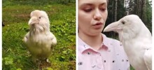 Белый ворон на прогулке