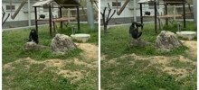 Очень умное животное