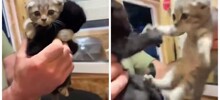 Котёнок не хочет покидать приют без своего брата
