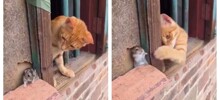Кот пытается добраться до хомяка