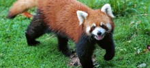 Красная панда решила отдохнуть на льду