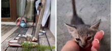 Девушка забрала бездомного котёнка с Мальдив в Москву