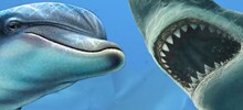 Почему акулы боятся дельфинов?