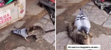 Котёнок  играет с голубем, с которым они вместе выросли