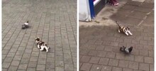 Котёнок вышел на охоту