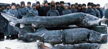 Белуга: 1500 кг — вот нормальный вес этой рыбы!