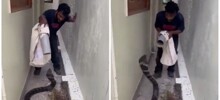 Оригинальный способ поймать королевскую кобру