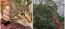 В Подмосковье спасли кота, который два дня просидел на дереве