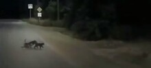 Кошки переводят через дорогу собаку-инвалида