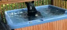 Любопытный медвежонок был пойман плескающимся в джакузи