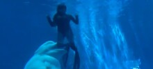 Кит атаковал дайверов на глазах у испуганных туристов