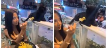 Кошка проучила девушку, дразнившую её макаронами в ресторане