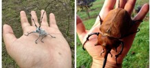 30 удивительных насекомых, которых не стоит бояться