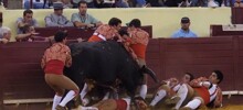 Бык убил молодого тореадора во время его первого выступления