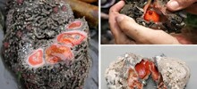 Живой камень: снаружи — булыжник, внутри — мясо