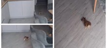 Сокол вырос в квартире и стал напоминать кота