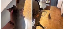Девушками воспользовалась услугами уличного кота
