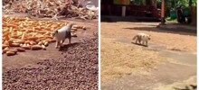 Кот ответственно стережёт кукурузу