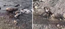 Котик показал «кожаным», как надо рыбачить