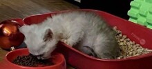 Не ищите здесь смысл. Здесь в основном маразм
