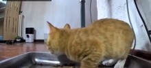 Свежий корм застал котёнка врасплох