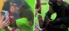 Шимпанзе запретили смотреть видео с телефона, чтобы избавить от зависимости