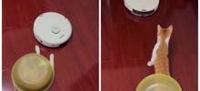 Кот попытался застать пылесос врасплох