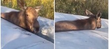 Спасение неосторожного лосёнка