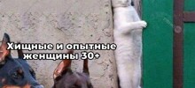 Не ищите здесь смысл. Здесь в основном маразм