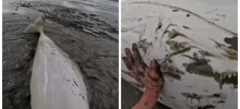 Мужчины спасли выброшенную на мель белуху