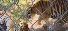 Крадущийся тигр повеселил посетителей зоопарка