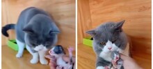 Реакция кота на своего детёныша