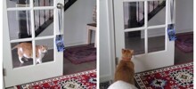 У кошки постоянная проблема с дверью