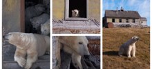 Белые медведи облюбовали бывшую метеостанцию