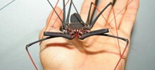 Мы самые страшные: бойтесь нас, люди